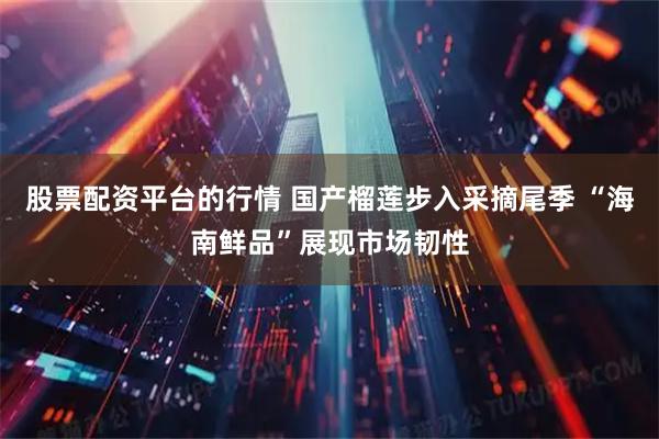 股票配资平台的行情 国产榴莲步入采摘尾季 “海南鲜品”展现市场韧性